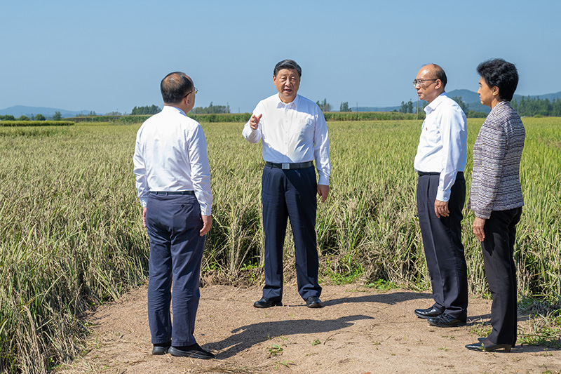 9月6日至8日，中共中央總書(shū)記、國(guó)家主席、中央軍委主席習(xí)近平在黑龍江考察。這是7日上午，習(xí)近平在遭受洪澇災(zāi)害的哈爾濱尚志市老街基鄉(xiāng)龍王廟村，察看水稻受災(zāi)情況。